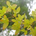 Acer monspessulanum (2)